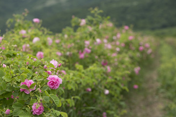 Obraz premium Rose Damascena fields, macro, close up. Bulgarian rose valley near Kazanlak. 