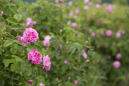 Rose Damascena Fields, Macro, Close Up. Bulgarian Rose Valley Near Kazanlak. 