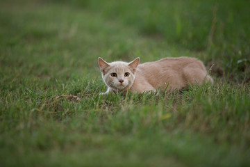Naklejka na ściany i meble Orange cat playfully pouncing in green grass