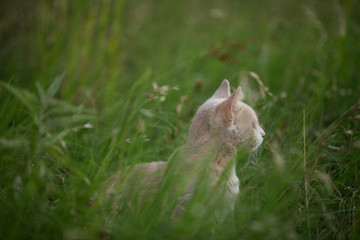 Orange cat exploring in flowers and green grass