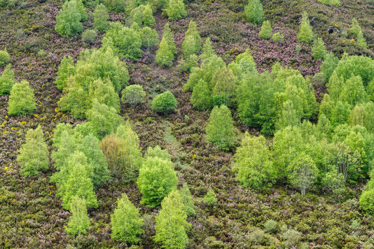 Abedules y brezos en primavera. Betula pubescens, alba. Comarca de Laciana, León, España.