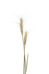 Fototapeta premium Dry wheat ears, grain isolated on white, with clipping path