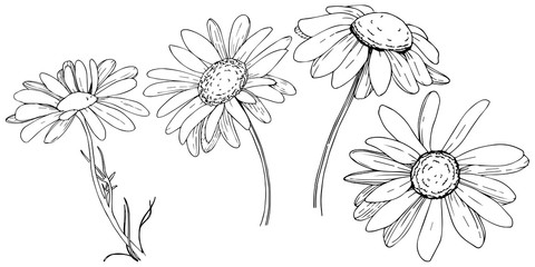 Daisy in a vector style isolated. Full name of the plant: daisy. Vector olive tree for background, texture, wrapper pattern, frame or border.