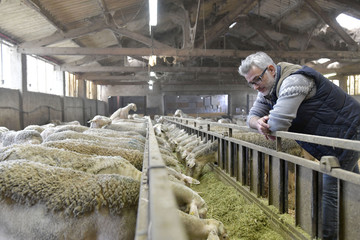 Breeder in barn looking at sheep herd © goodluz