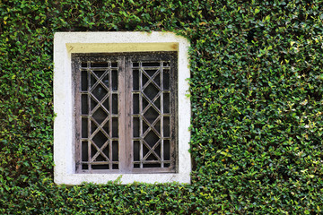 White wooden window with wall shrubs background