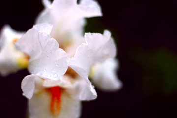 Fototapeta na wymiar White flower on a green background.