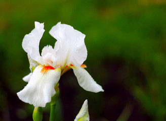 White flower on a green background.