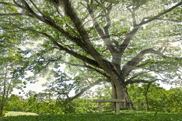 Fototapeta na wymiar Big green tree with sun ray in the park and public chair