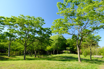 宮城県富谷市 公園の風景 