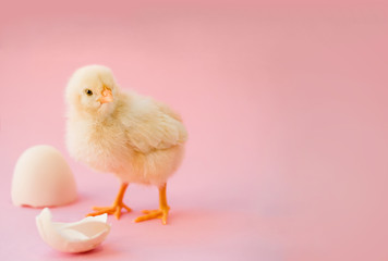 Newborn yellow chicken and broken eggs.