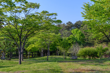 Fototapeta na wymiar 宮城県富谷市 公園の風景 