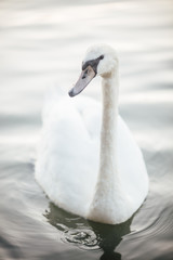 Fototapeta premium Swan in the Seine, France