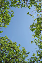 Looking through the tree canopy to the blue sky beyond - creating a natural border using tree tops...