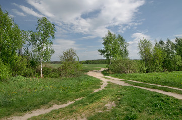 Grove at the edge of the field