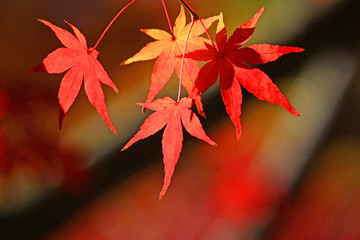 View of autumn leaves