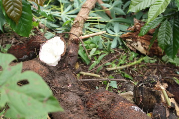 Fototapeta premium YUCA