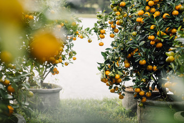 mandarin trees in pots on the market