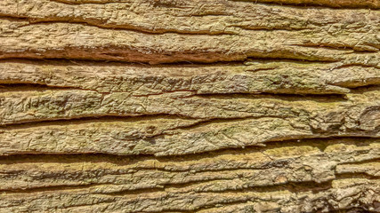Old wood surface