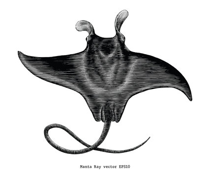 Manta Ray Vintage Clip Art