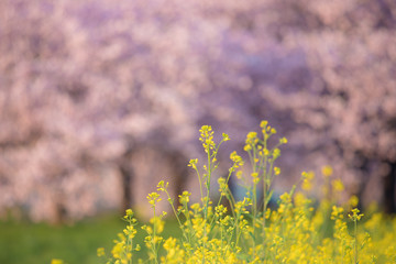 Obraz premium 菜の花with八重桜