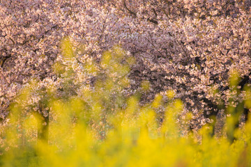 八重桜と菜の花