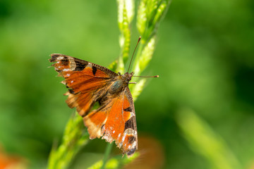 Painted lady butterfly sitting on grain
