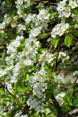 Blüten des Birnenbaumes