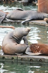 Sea Lions resting on a dock in Astoria, Oregon