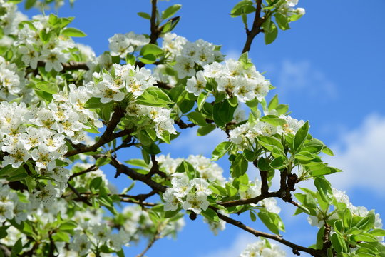 Blüten des Birnenbaumes vor blauen Himmel