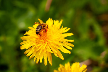 The bee collects the pollen from the flowers. Macro. Bee with pouches of pollen on a yellow dandelion. Collect pollen for honey.