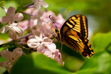 Butterfly with large wings on a flower. Macro. Butterfly in yellow and brown tones on the flowers of lilac. A bright butterfly, flowers and green leaves create a spring and summer mood.