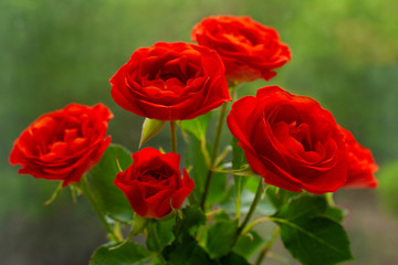 Dutch roses. Macro. A bouquet of red Dutch roses on a background of grass. Flowers remind of spring and summer.