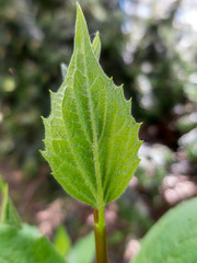 Spring leaf
