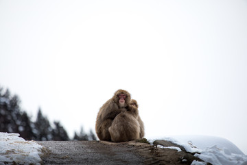 何を思うかスノーモンキー
