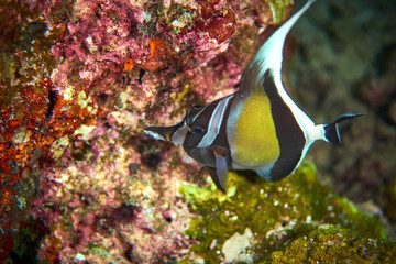 Moorish idol