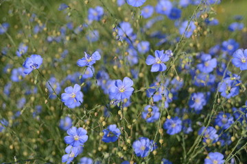 Obraz na płótnie Canvas Blaue Blumen