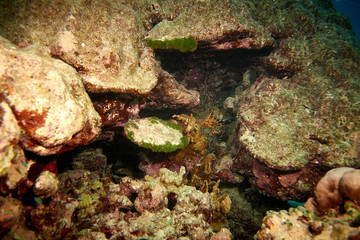 Coral reef