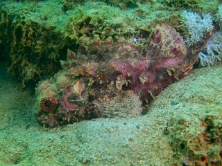 Fototapeta premium Scorpionfish