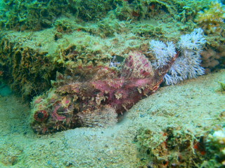 Scorpionfish