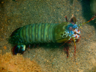 Mantis shrimp
