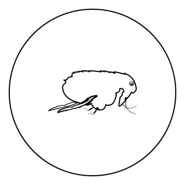 Flea black icon outline  in circle image