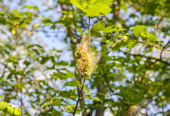 Spider web on tree branches made of bird cherry moth