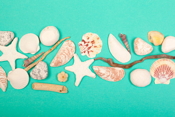 Tropical Background. Seashell on colourful trendy modern fashion background.