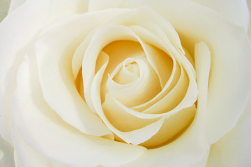 Closeup of a lovely white rose (Rosaceae). Germany
