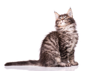 Maine Coon kitten 2 months old. Cat isolated on white background. Portrait of beautiful domestic kitty.