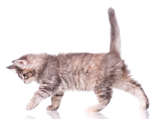 Naklejka premium Maine Coon kitten 2 months old. Cat isolated on white background. Portrait of beautiful domestic kitty.