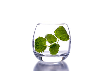 melissa and a glass on a white background