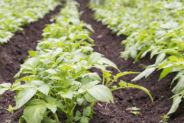 Potato field. Young green sprouts of potatoes in sunny day.