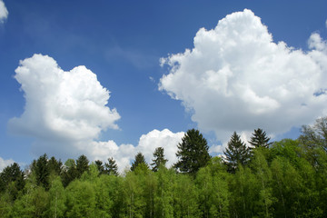 Treetops with imposing clouds in the lüneburg heath, Northern Germany.
