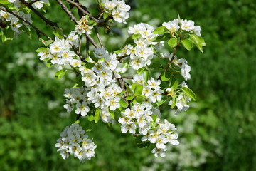 Blüten des Birnenbaumes